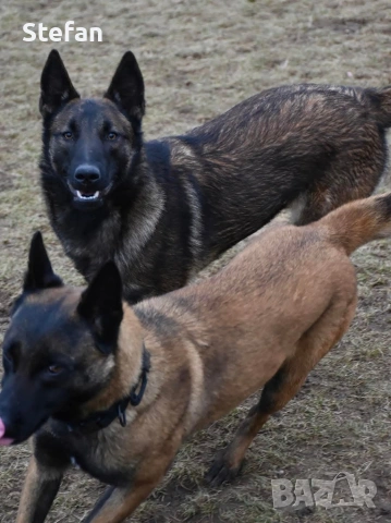 Белгийски овчарка-Малиноа, снимка 9 - Белгийска овчарка - 53422371