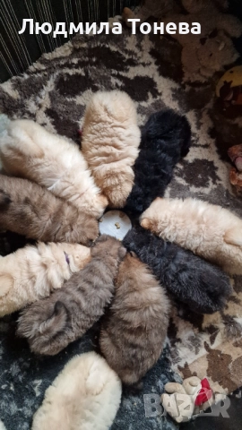 🦁 Свободни ЧАУ ЧАУ бебета от елитни родители – международни шампиони 🦁