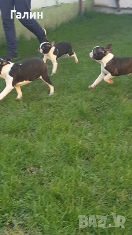 Бостън териер,Бостон териер, Бостън териер с родословие, снимка 4 - Други - 33815745