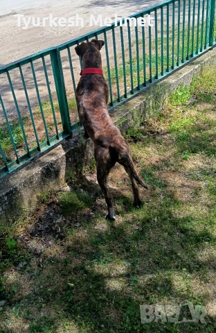 тигров боксер........., снимка 4 - Боксер - 52887353