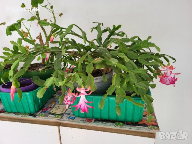 Продавам цвете коледниче  , снимка 5 - Стайни растения - 39067783