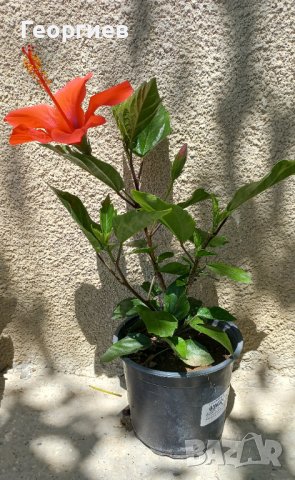 Яркочервени китайски рози- последни 4 бройки, снимка 2 - Стайни растения - 37492096