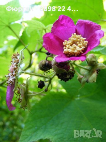 Малина (rubus odoratus) - розово цъфтяща малина, снимка 3 - Градински цветя и растения - 28613794