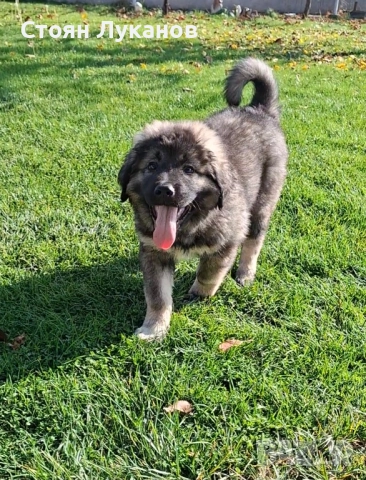 Кавказка Овчарка , снимка 4 - Кавказка овчарка - 52462694