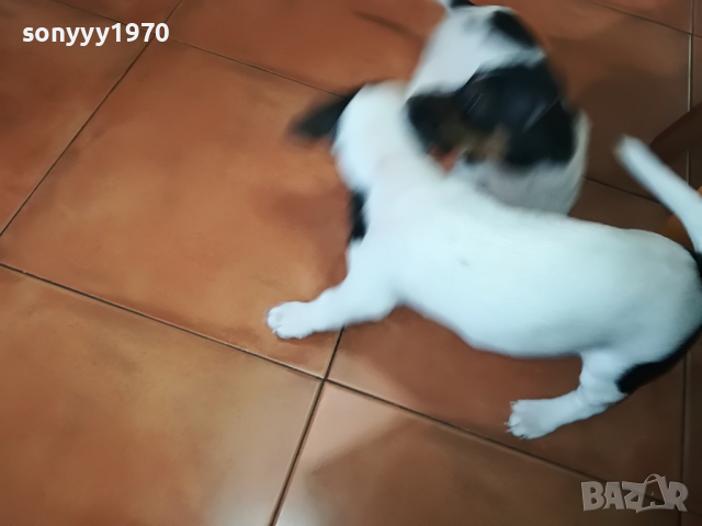 джакове сладури-350лв за бр 2504222023, снимка 5 - Джак ръсел териер - 36560510