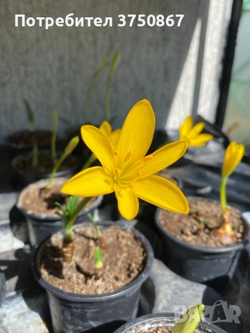 💛🧡💛 Щернбергия, Жълт есенен минзухар