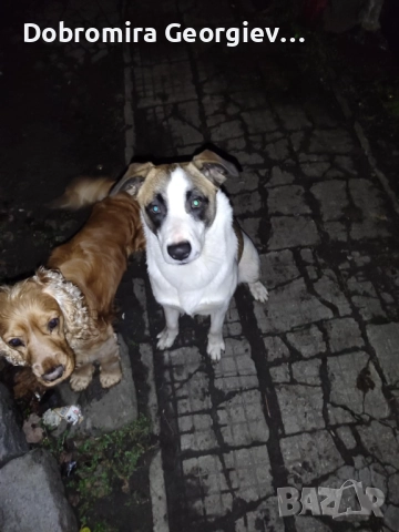 Рино си търси постоянен дом, снимка 2 - Изгубени/намерени - 52951732