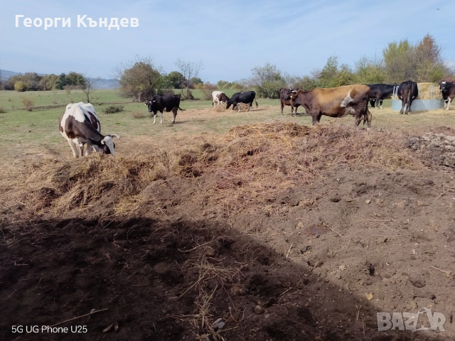 Говежда угнила тор в чували, снимка 4 - Тор и почвени смеси - 52229795