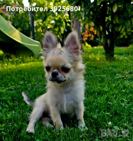  чихуахуа , снимка 1