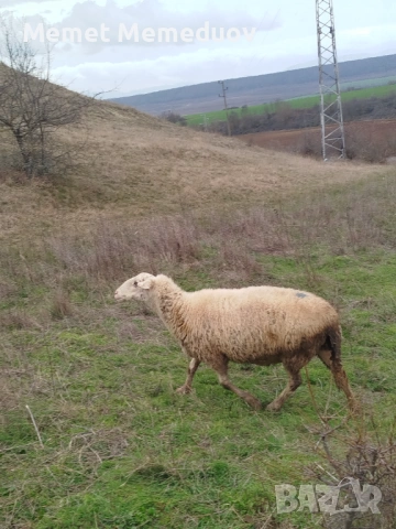 Продавам две ялови овце за клане Търговище , снимка 7 - Овце - 53095476