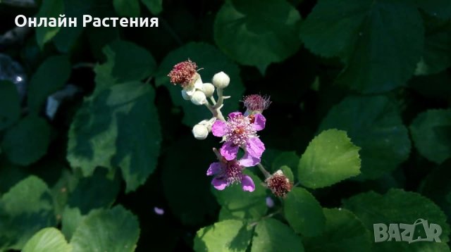 Розово цъфтяща сладка къпина (Лох мери), снимка 4 - Градински цветя и растения - 27265616