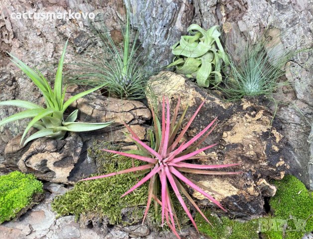 Tillandsia ionantha rood, снимка 4 - Стайни растения - 43941987