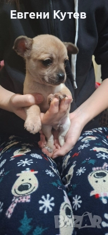 Пинчерчета , снимка 2 - Пинчер - 52897697