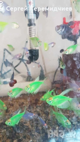 Декоративни рибки, снимка 3 - Рибки - 51259349