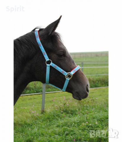 Юлари Mushrooms , снимка 2 - За селскостопански - 33450586