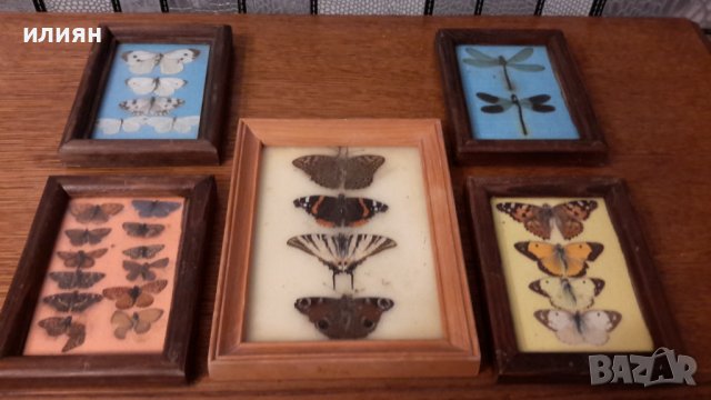 Колекция от пеперуди рамкирани  120лв за всички 