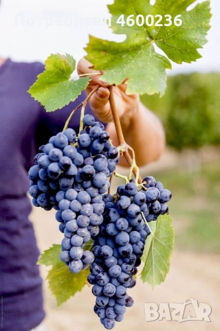 Продавам прясно грозде , снимка 1