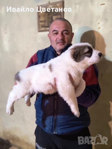 Алабай, снимка 2 - Средноазиатска овчарка - 53167876