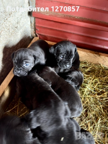 Кане Корсо бебета