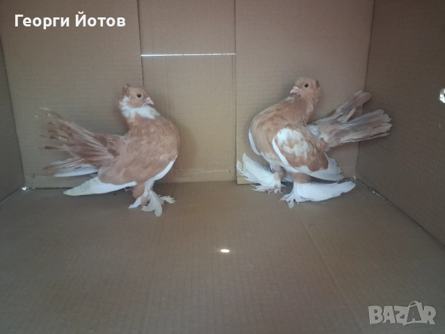 Продавам гълъбите от снимките