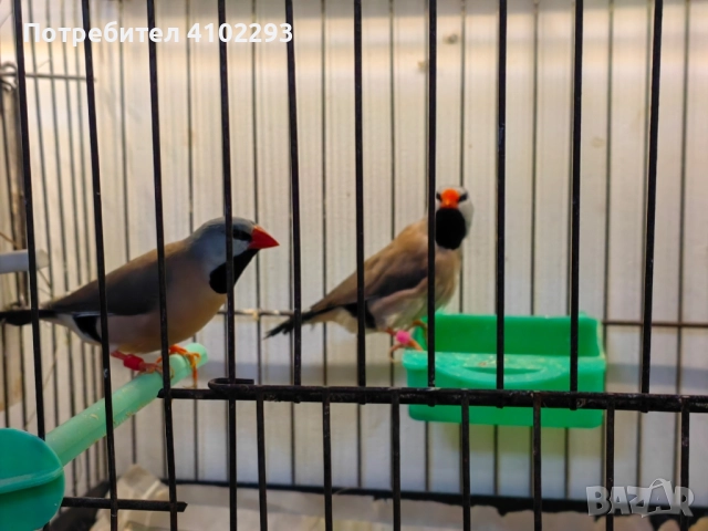 Продавам различни видове амадини, снимка 4 - Амадини - 52388953