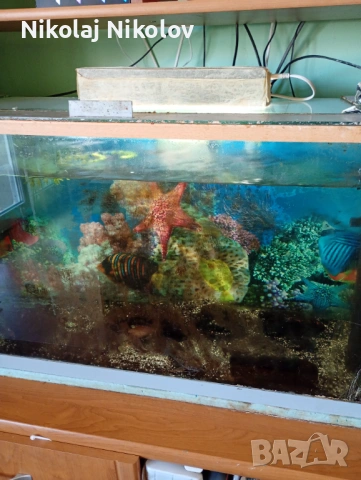 Декоративни риби