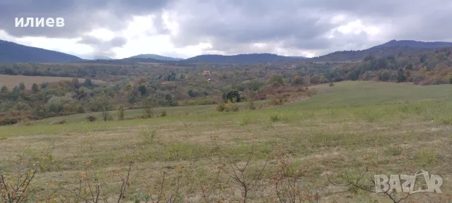 продавам просо