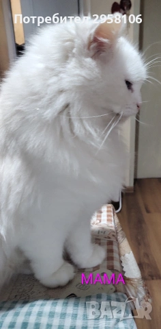Персийска чинчила, снежно бяла, 5 мес., снимка 13 - Персийска - 53150542