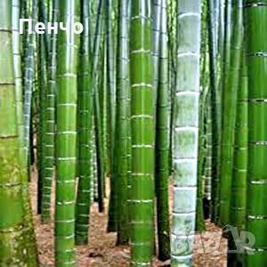 100 бр. Бамбукови Семена гигантски бамбук Moso Bambo градински декоративни растения декорация за гра, снимка 8 - Сортови семена и луковици - 28244727