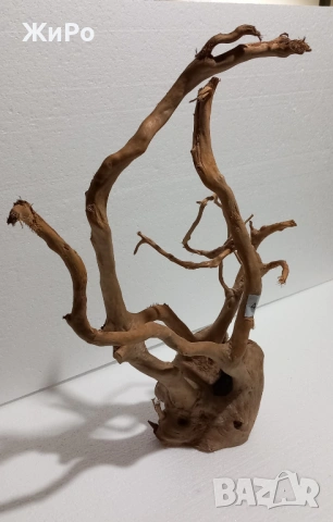 Корен от Азалия /декорация/ 4, снимка 2 - Други - 49874589