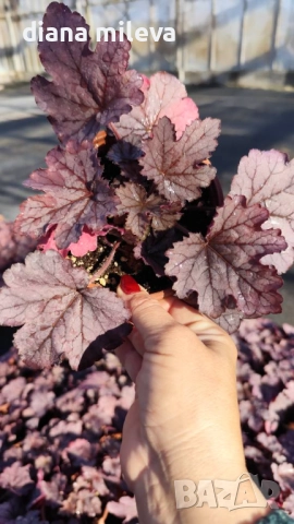 Хойхера  Amethyst Mist, снимка 13 - Градински цветя и растения - 52544153