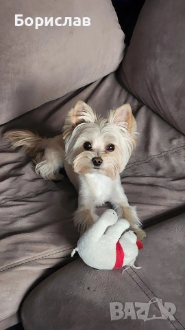 Куче за разплод, снимка 2 - Йоркширски териер - 53407778