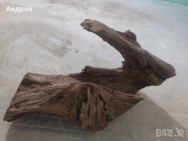 Огромни Мангров корен 50+см. 60 - 85лв. , снимка 9 - Оборудване за аквариуми - 51042014