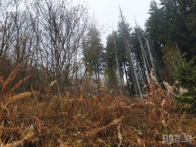 Продава парцел в к.к. Пампорово , снимка 8 - Парцели - 34851745