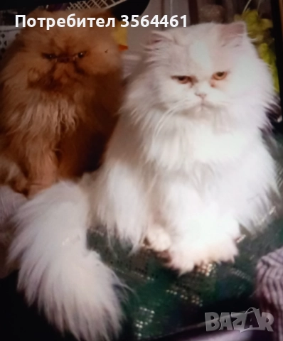 продавам персийско коте-мъжко, снимка 13 - Персийска - 52410928