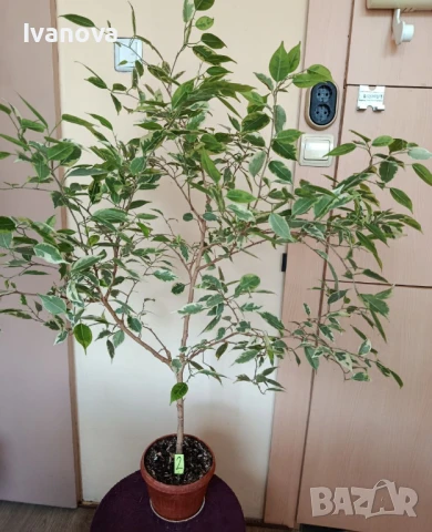 Цвете фикус бенджамин, снимка 5 - Стайни растения - 51075695