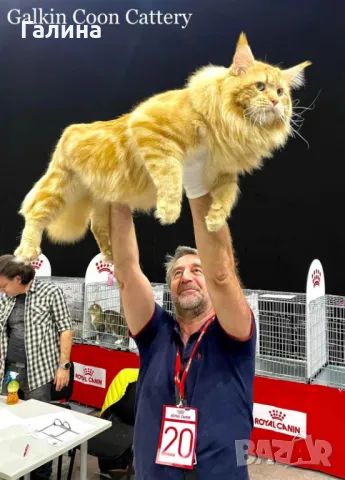 Котенце Мейн Кун, снимка 3 - Мейн кун - 26713468