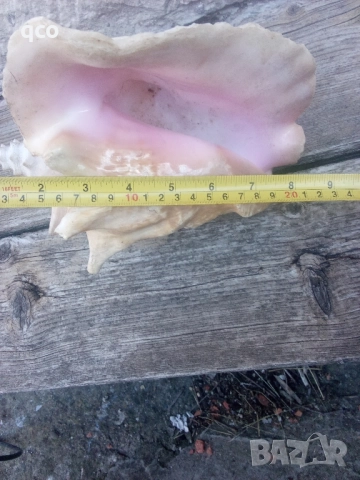 Огромен рапан , снимка 2 - Други - 51950358