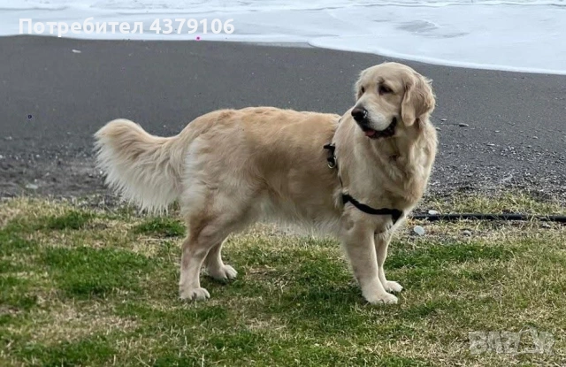 Голдън ретривър момче, снимка 12 - Голдън ретривър - 53087370