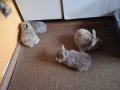 Мини зайчета, снимка 4