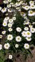 Маргаритки, снимка 1 - Градински цветя и растения - 35327524