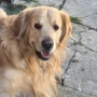 Мъжки голдън ретривър си търси партньорка, снимка 1