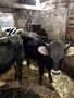 Продавам 5 Телета, снимка 3