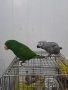 Продавам папагали Жако, снимка 3