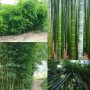 100 бр. Бамбукови Семена гигантски бамбук Moso Bambo градински декоративни растения декорация за гра, снимка 12