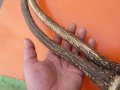  Рога от елен шилар , снимка 3