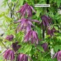 Клематис 2 , снимка 10
