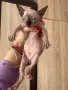 Котенца момичета и момчета канадски сфинкс, снимка 11