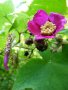 Малина (rubus odoratus) - розово цъфтяща малина, снимка 3