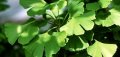 Гинко билоба, снимка 1 - Градински цветя и растения - 27905674